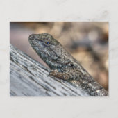 Prairie Lizard Briefkaart (Voorkant)
