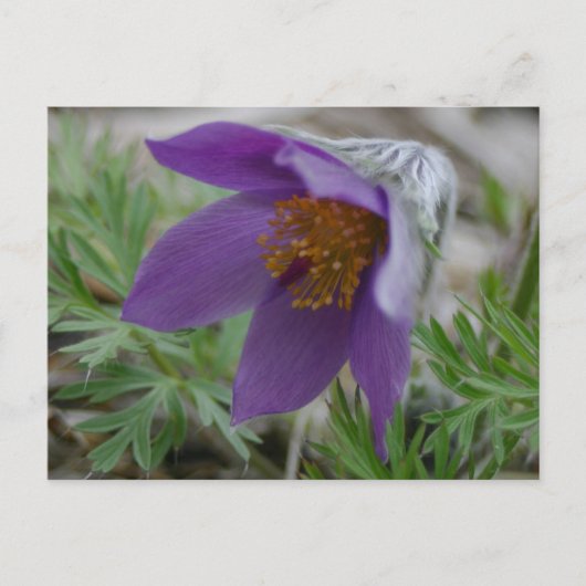 Prairie Pasque North South Dakota staatsbloem Briefkaart (Voorkant)