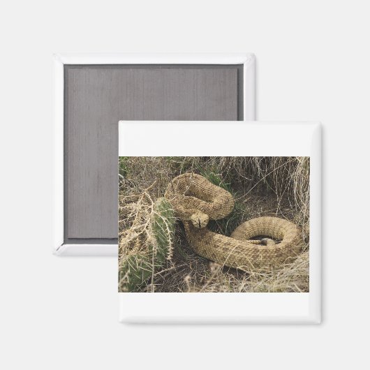 Prairie ratlesnake met cactus magneet (Voorkant / Achterkant)