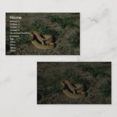 Prairie rattlesnake visitekaartje (Voorkant / Achterkant)