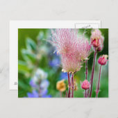 Prairie rokerwild in de Aspen Grove 2 Briefkaart (Voorkant / Achterkant)