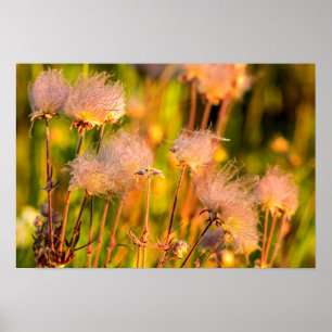 Prairie rokerwild in de Aspen Grove Poster