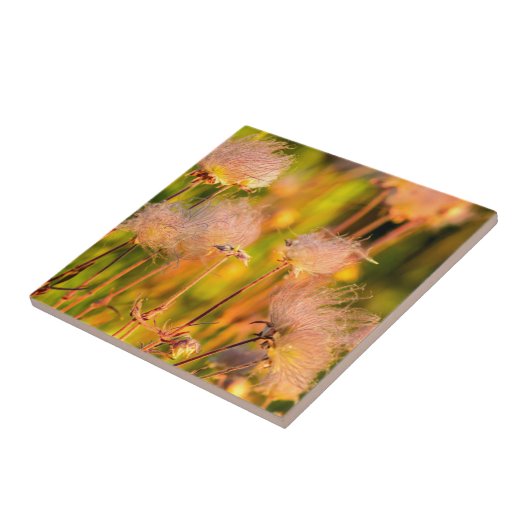 Prairie rokerwild in de Aspen Grove Tegeltje (Zijkant)