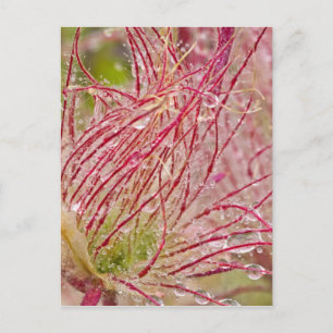 Prairie Smoke in de regen in Theodore Briefkaart