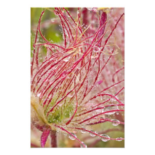 Prairie Smoke in de regen in Theodore Foto Afdruk