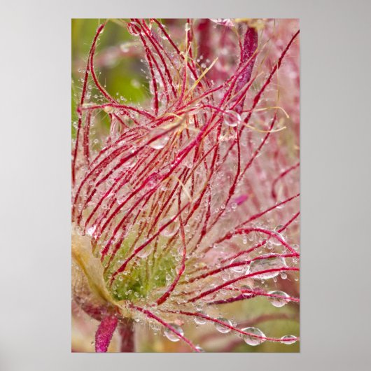 Prairie Smoke in de regen in Theodore Poster (Voorkant)