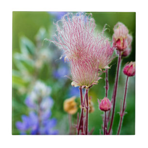 Prairie Smoke-wildbloemen in Aspen Grove 2 Tegeltje