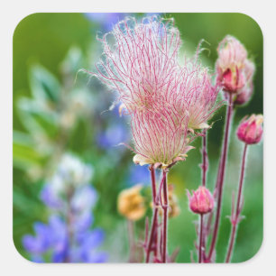 Prairie Smoke-wildbloemen in Aspen Grove 2 Vierkante Sticker