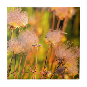 Prairie Smoke-wildbloemen in Aspen Grove Tegeltje