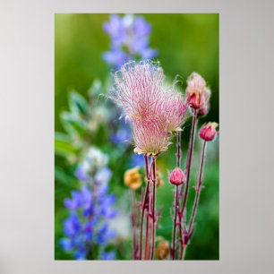 Prairie Smoke-wilde bloemen in Aspen Grove 2 Poster