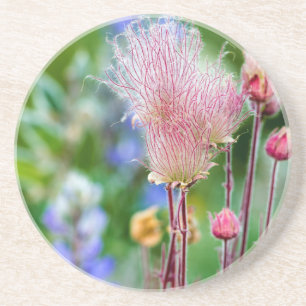 Prairie Smoke-wilde bloemen in Aspen Grove 2 Zandsteen Onderzetter