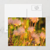 Prairie Smoke Wildflowers In Aspen Grove Briefkaart (Voorkant / Achterkant)