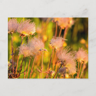 Prairie Smoke Wildflowers In Aspen Grove Briefkaart