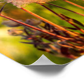 Prairie Smoke Wildflowers In Aspen Grove Poster (Hoek)