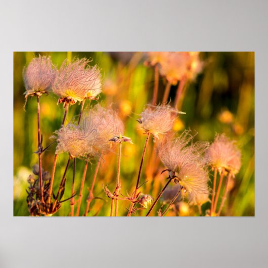Prairie Smoke Wildflowers In Aspen Grove Poster (Voorkant)