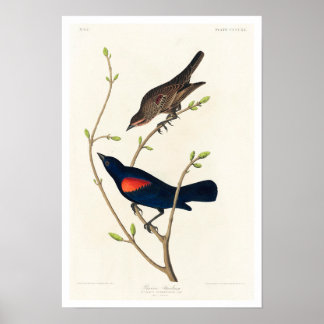 Prairie Starling by Audubon Poster