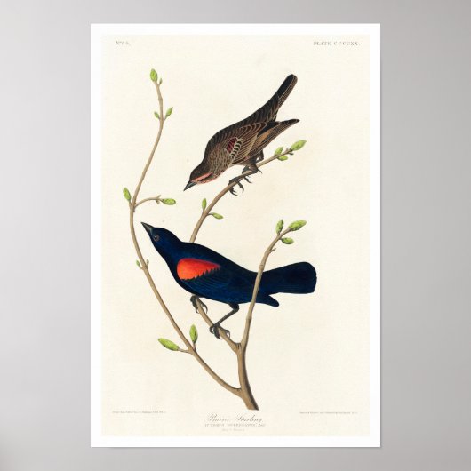 Prairie Starling by Audubon Poster (Voorkant)