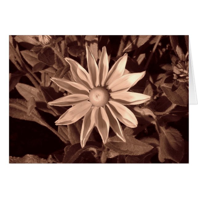 Prairie Sun Rudbeckia B&W (Voorkant Horizontaal)
