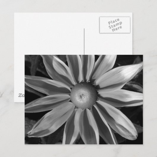 Prairie Sun Rudbeckia B&W Briefkaart (Voorkant / Achterkant)
