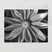 Prairie Sun Rudbeckia B&W Briefkaart (Voorkant)