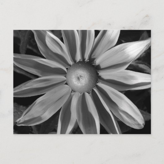 Prairie Sun Rudbeckia B&W Briefkaart (Voorkant)