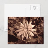 Prairie Sun Rudbeckia - Sepia Briefkaart (Voorkant / Achterkant)
