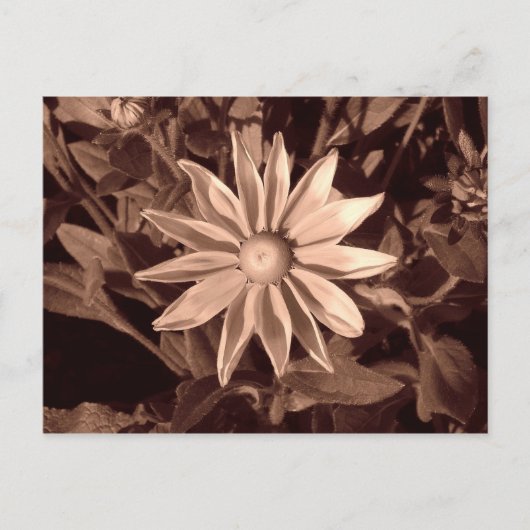 Prairie Sun Rudbeckia - Sepia Briefkaart (Voorkant)