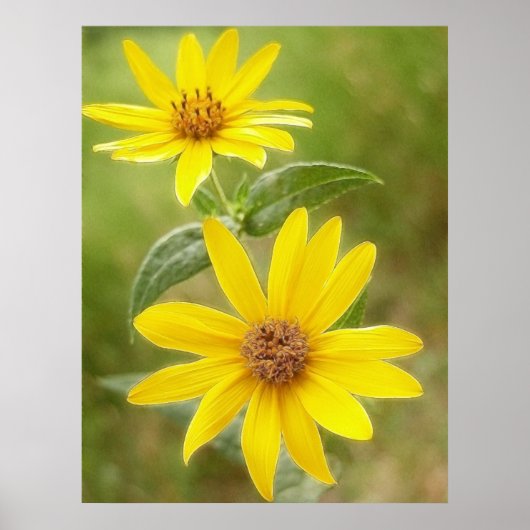 Prairie Sunflower - Helianthus maximilianii Poster (Voorkant)