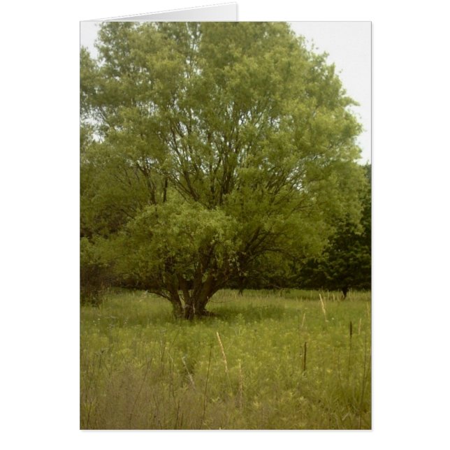 Prairie Tree Borderless Card (Voorkant)