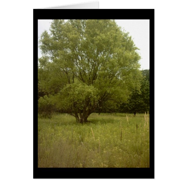 Prairie Tree Card (Voorkant)