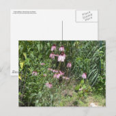 Prairie Uitzichten Briefkaart (Voorkant / Achterkant)