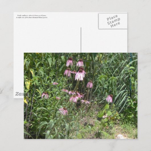 Prairie Uitzichten Briefkaart (Voorkant / Achterkant)