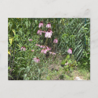 Prairie Uitzichten Briefkaart