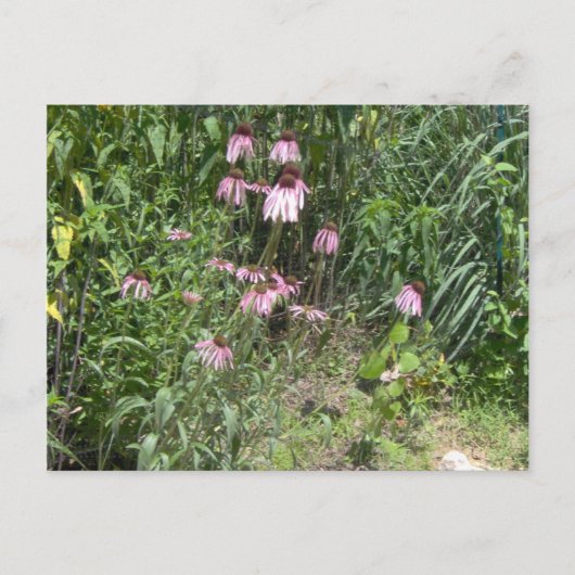 Prairie Uitzichten Briefkaart (Voorkant)