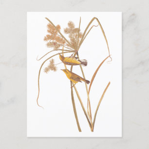 Prairie Warbler Audubon Yellow Bird Briefkaart