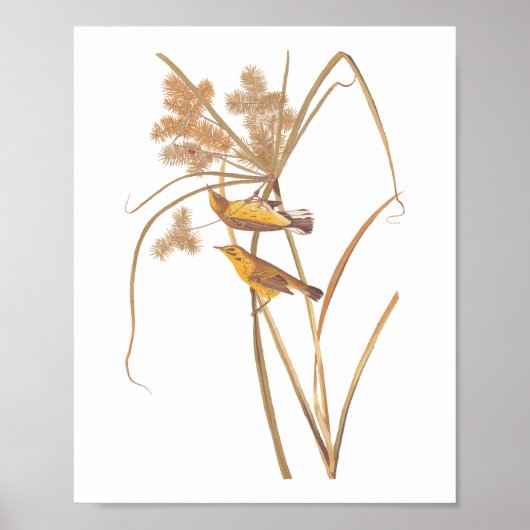 Prairie Warbler Audubon Yellow Bird Poster (Voorkant)