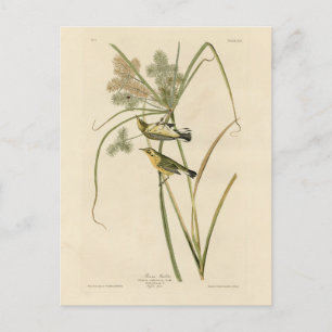 Prairie Warbler uit Audubon's Vogels van Amerika Briefkaart