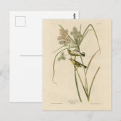 Prairie Warbler uit Audubon's Vogels van Amerika Briefkaart (Voorkant / Achterkant)