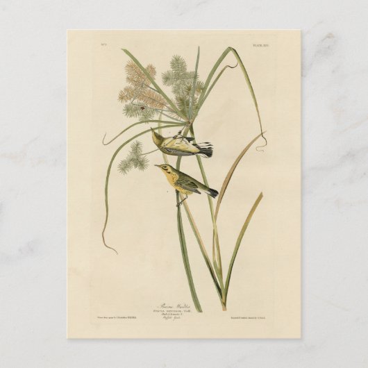 Prairie Warbler uit Audubon's Vogels van Amerika Briefkaart (Voorkant)