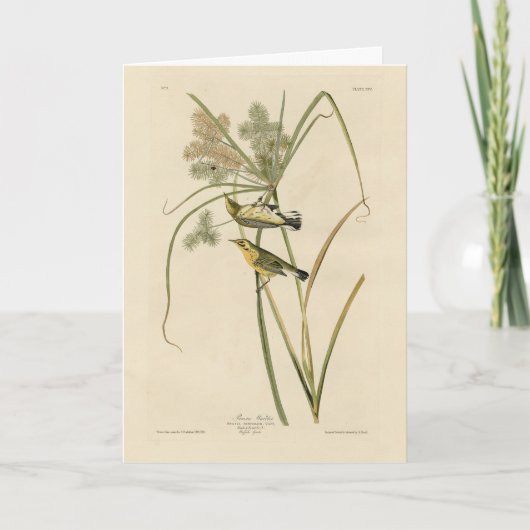 Prairie Warbler uit Audubon's Vogels van Amerika Kaart (Voorkant)