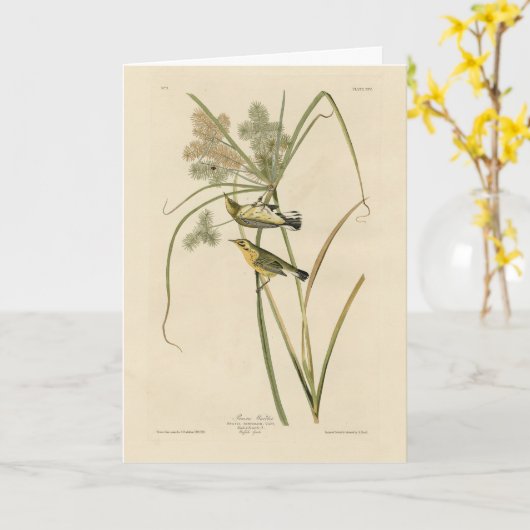 Prairie Warbler uit Audubon's Vogels van Amerika Kaart (Gele Bloem)