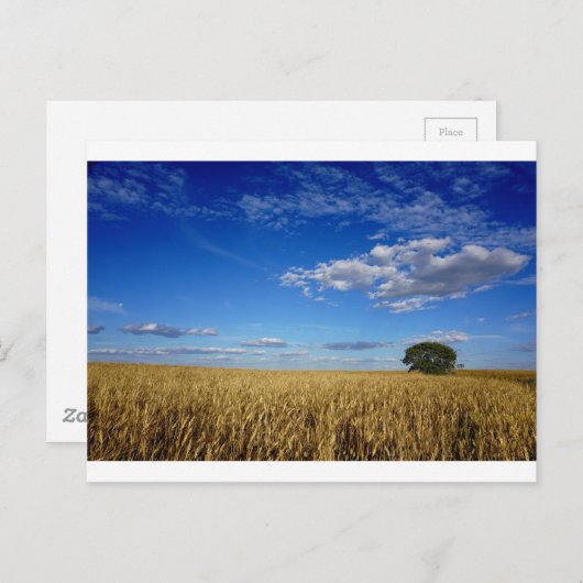 Prairie Wheat and sky Briefkaart (Voorkant / Achterkant)