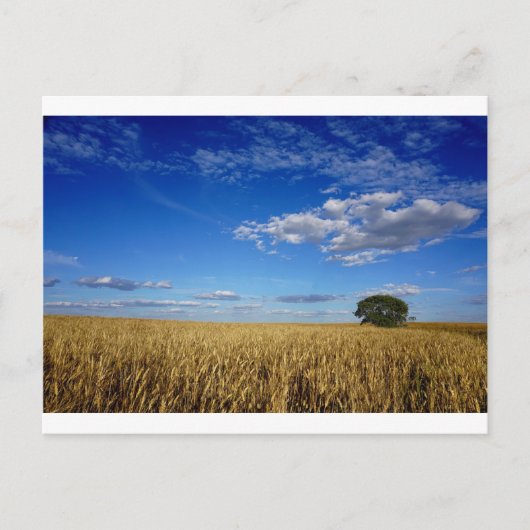 Prairie Wheat and sky Briefkaart (Voorkant)
