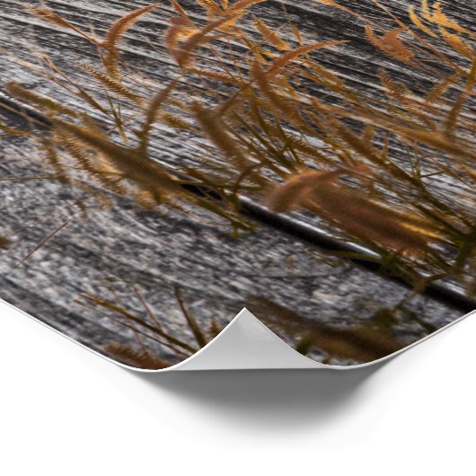 Prairie Wheat on Barn Board Poster (Hoek)