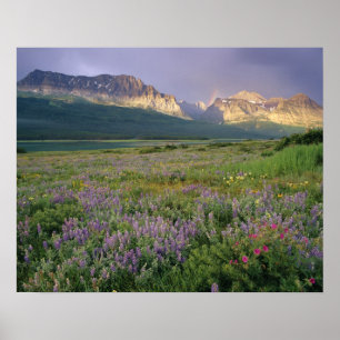 Prairie-wildbloemen langs Lake Sherbourne in de Poster