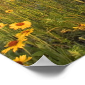 Prairie Wildflower in Vele gletsjervallei Poster (Hoek)