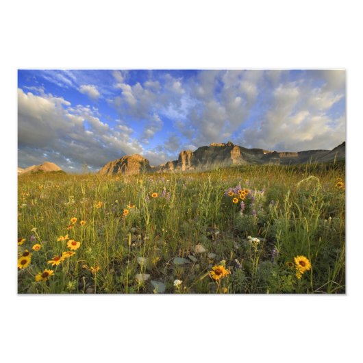 Prairie Wildflower op Windy Creek in de Velen Foto Afdruk (Voorkant)