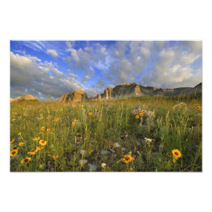 Prairie-wildflowers bij Windy Creek in de Many Foto Afdruk