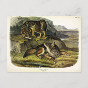 Prairie Wolf (Coyote) van Audubon's Quadrupeds Briefkaart