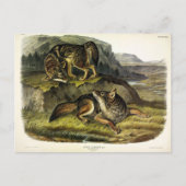 Prairie Wolf (Coyote) van Audubon's Quadrupeds Briefkaart (Voorkant)